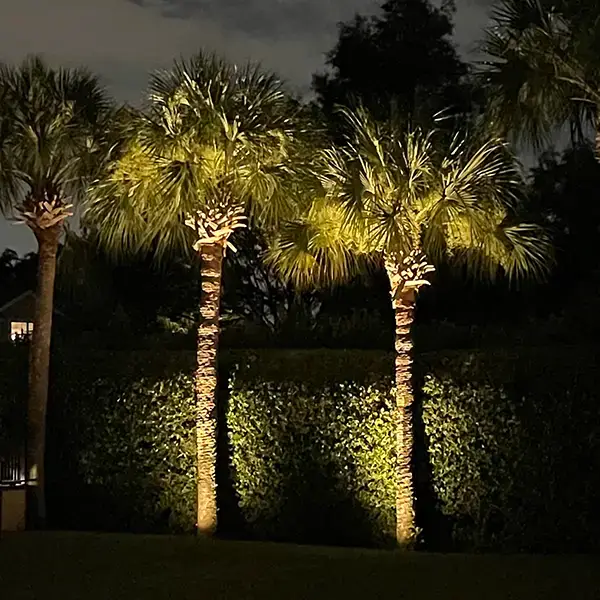 Palm Trees - Landscape Lighting - Winter Park FL